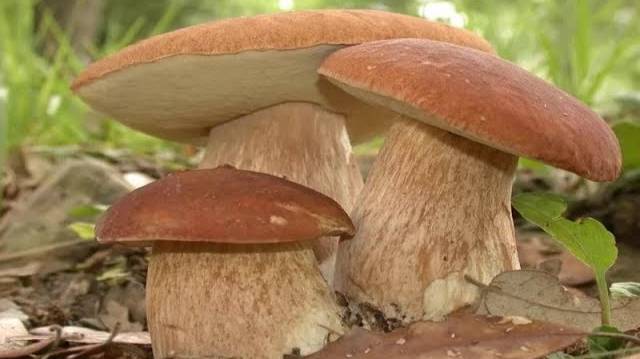 Как самому вырастить грибницу белых грибов смотреть онлайн