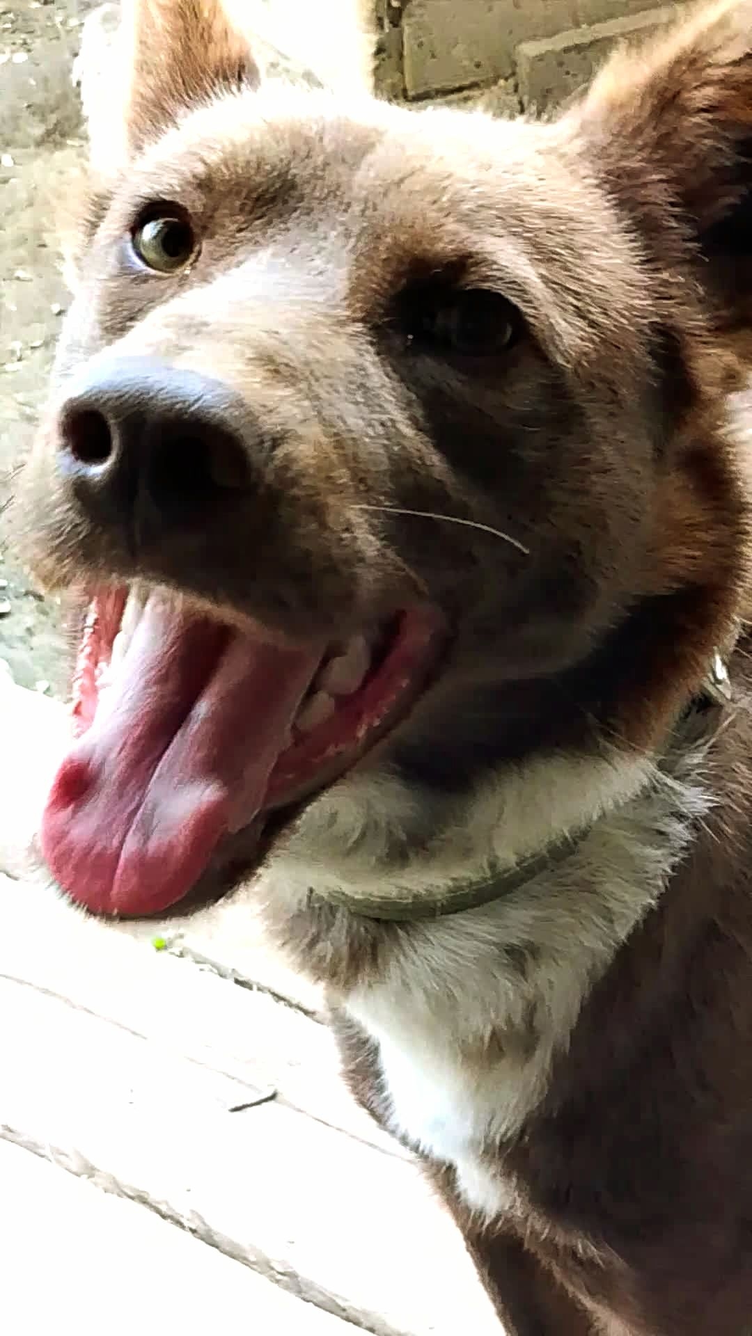 Мишкина улыбка! 😀 Ждёт донаты на новоселье! 😁♥️🐕  См. в описании!