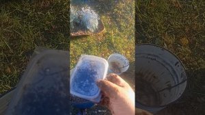 Эти черви при -60 не замерзают. Разведение червей-2.