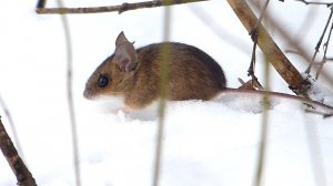 Джулька и Снежная мышка: охота домашней хищницы.
