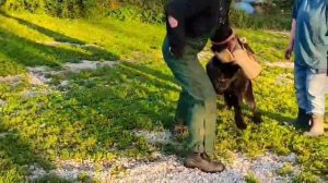 Первые занятия ЗКС. Роман-Кош Цертус Амикус 2г. сын Пули и Зигзага. Москва 1.09.25