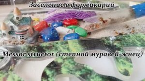 Заселение в формикарий Messor structor (степной муравей-жнец)