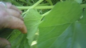 Обзор наших кабачков сорта "Грибовские"