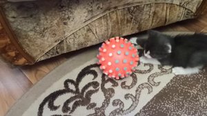 VID_20250901_150024.mp4