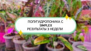ПОЛУГИДРОПОНИКА С SIMPLEX РЕЗУЛЬТАТЫ 3 НЕДЕЛИ