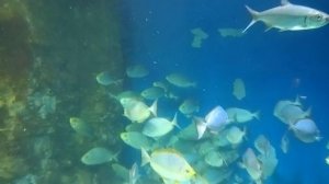 Москвариум ВДНХ Москва. 80 аквариумов, 12000 водных обитателей. Самый большой океанариум в Европе