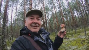 Гриб Боровик и Белые грибы пошли в рост. Много Моховиков. Сосновый бор в Доможирово.