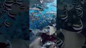 РАССЛАБЛЯЮЩИИ ВИДЕО. РЕЛАКС 🙂