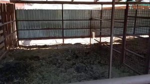 Чищу станок Шафрана