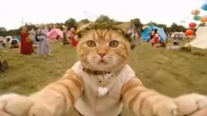 СРОЧНОЕ ОБРАЩЕНИЕ К ПОДПИСЧИКАМ ОТ РЫЖЕГО КОТА