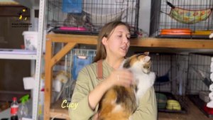 Пушистая Сису ждёт свою любовь. Поддержать ⬇️