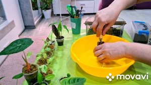 КОМНАТНЫЕ РАСТЕНИЯ(ЦВЕТЫ).ПЕРЕСАДКА НОВИНОЧЕК.