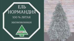 Triumph Tree - Обзор искусственной ели Нормандия 100% литая, заснеженная
