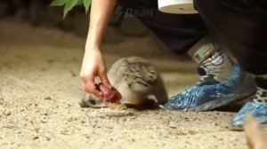 МАЛЕНЬКИЕ МАНУЛЫ КУШАЮТ