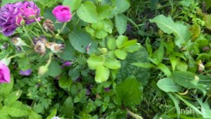 11.07.2025г. Цветение роз.