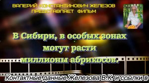 В Сибири, в особых зонах могут расти миллионы абрикосов.