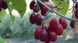 Дерево кизиль, кизиль поспел будем собирать на компот