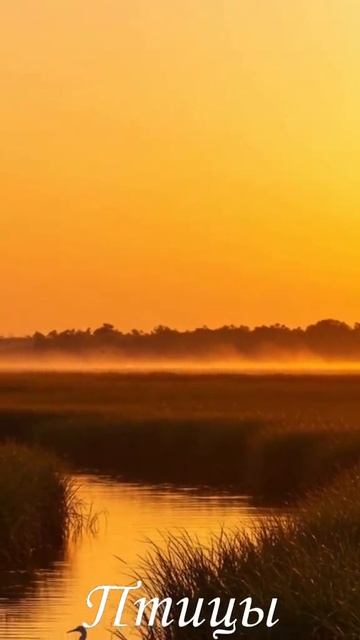 Август шепчет:″Осень на носу″, И грибы сажает утром тихо. смотреть онлайн