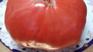 КРАСАВЧИК - ГИГАНТ (Селекция́ В,Г. Алифирова. Казахстан) ШИКАРНЫЙ, ВКУСНЕЙШИЙ СОРТ