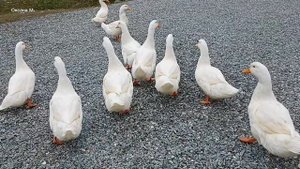 Сахалинская эко-ферма. 4 часть. Утиное царство