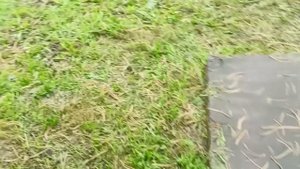 Заехал на дачу...а там такое...🫣