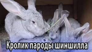 Кролик пароды шиншилла