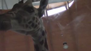 Поцелуй жирафа  /  Пражский зоопарк