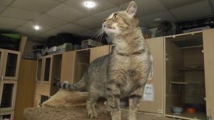 Ищу тебя, хозяин