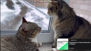 первый снег кошек