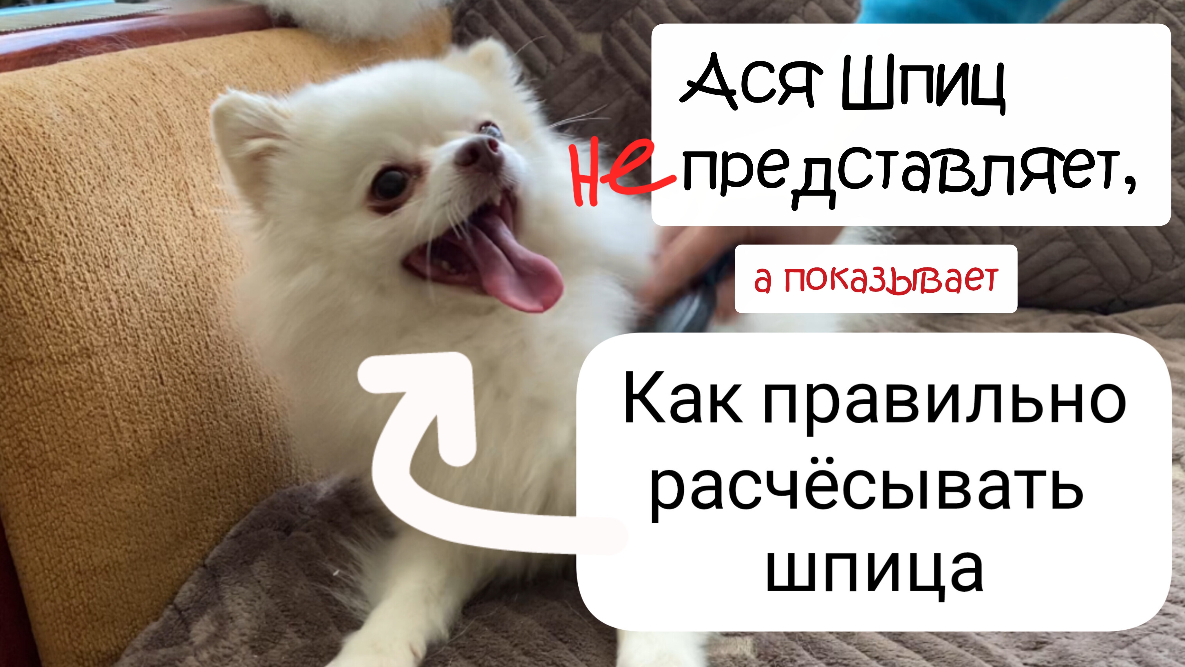Уход за шерстью шпица. Как расчёсывать шпица в домашних условиях. Правильные инструменты смотреть онлайн