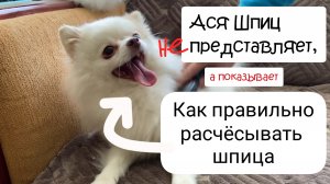 Уход за шерстью шпица. Как расчёсывать шпица в домашних условиях. Правильные инструменты