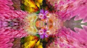 Видеофоны!!! Видеофон Осеннее очарование Хризантем!!!