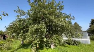 Позднелетняя обрезка штрифеоя в Подмосковье 39.09 25