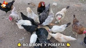 Содержание кур в домашних условиях и других птиц во дворе у Роберта 🐣🐤🦆🐔🪿🦃 (197)