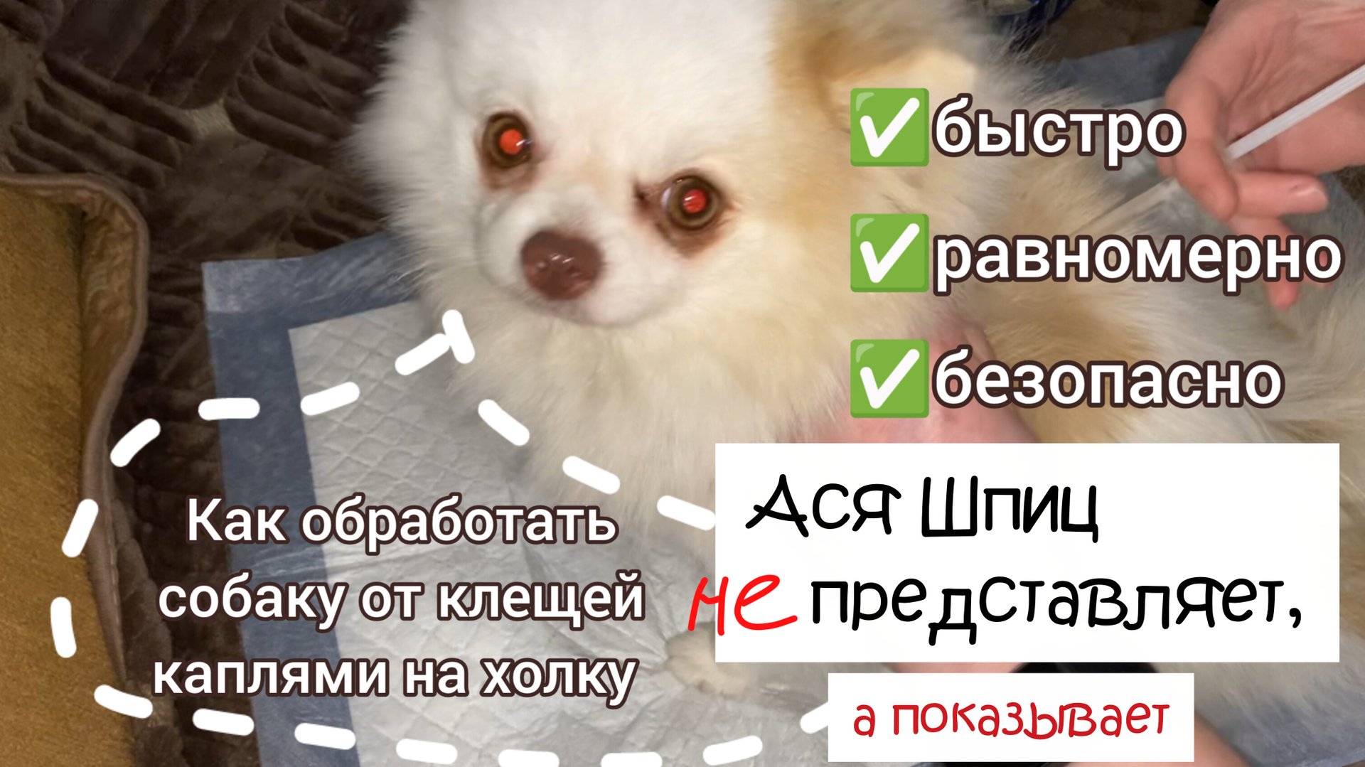 Уход за шпицем. Как обработать от клещей собаку каплями на холку - быстро, эффективно и безопасно смотреть онлайн