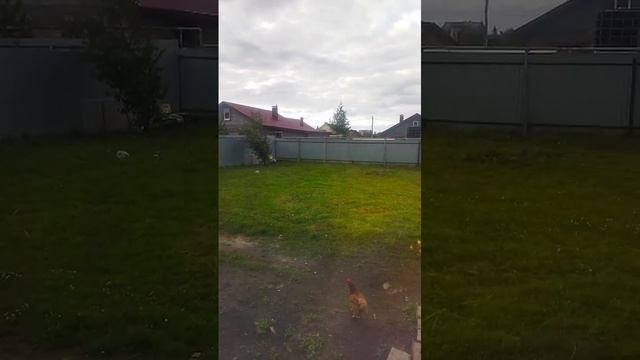 Видео WhatsApp 2025-09-02 в 12.59.06_da835d64 смотреть онлайн