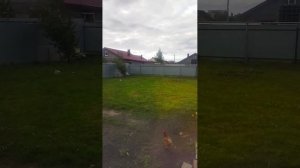 Видео WhatsApp 2025-09-02 в 12.59.06_da835d64