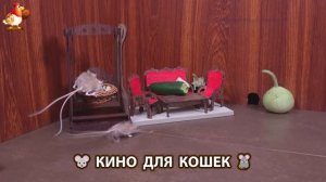 Видео для кошек про крысок развлекать питомцев 🐭🐀😂 (298)