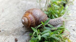 Улиточные препятствия