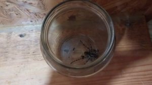 На второй день паук так же не стал есть с ходу добычу.