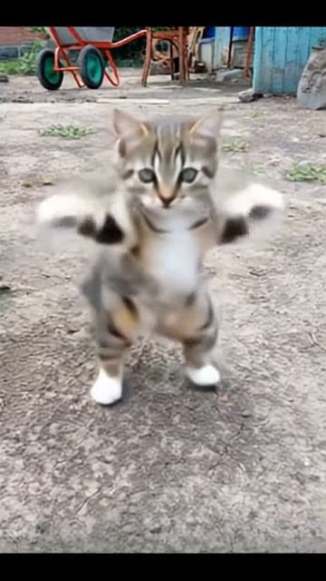 Мотоциклетный танец смотреть онлайн