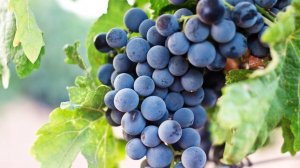 День винограда. Такое утро