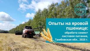 Яровая пшеница в Тамбовской области: подсчитываем урожайность и прибыль. Результаты опытов - 2025