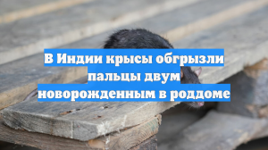 В Индии крысы обгрызли пальцы двум новорожденным в роддоме