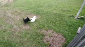 Догонялки 02-09-2025