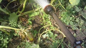 ПЕРЕполив нашей тыквы сорта "Улыбка"