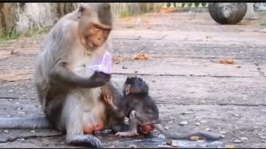 Новорожденный baby monkey кажется предоставленным самому себе...  1000032504.mp4