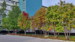 Лето прощается ... "МИМОХОДОМ", 2023 год. Автор проекта О. Дзиов