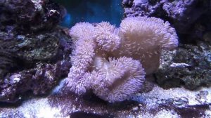 Ковровая актиния 2011 год.