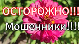 Мошенники  представляются ОЗОН // Купили корм для Муси